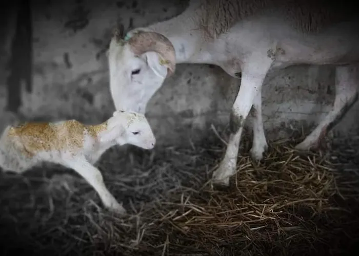 Le Castel Casa de Férias *